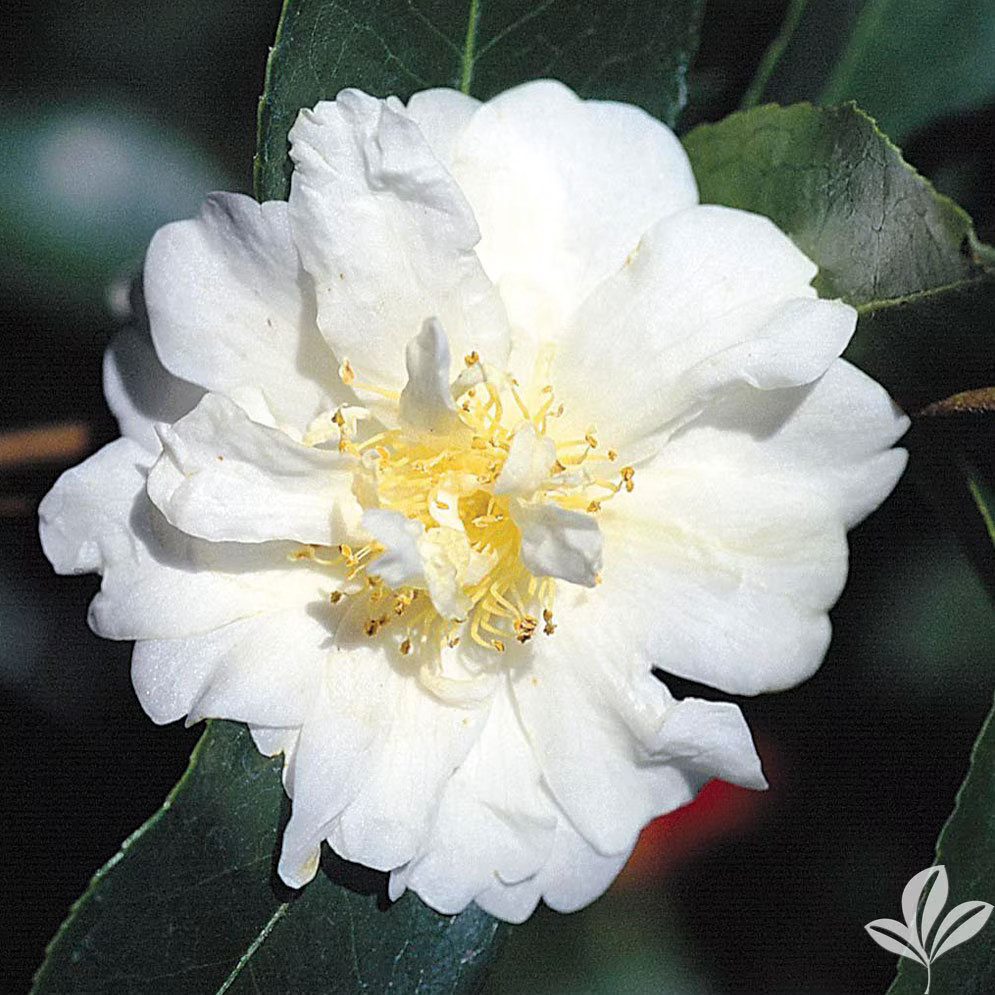 4 Autumn Rocket Camellia in 3.5 inch pot *Cold and Heat Sensitive*, 4 pots plant