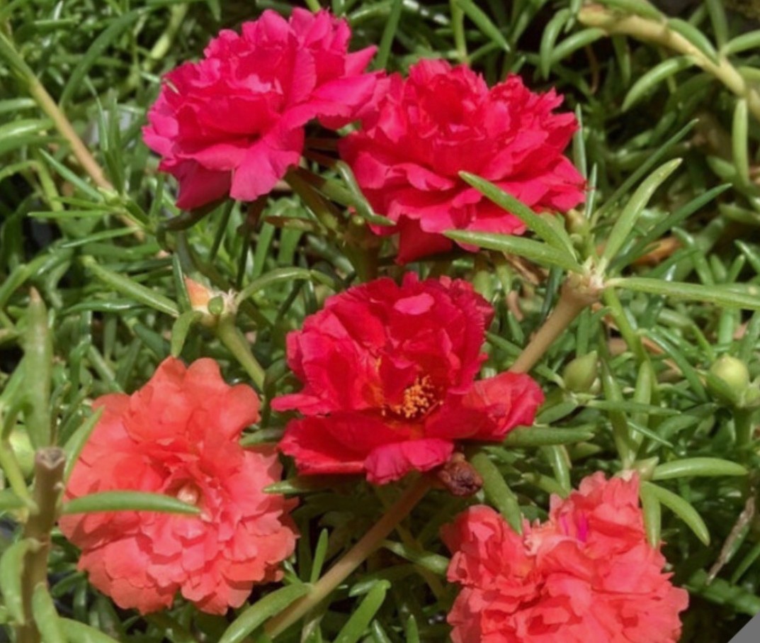Rare Moss Rose Rooted Cuttings – Multi-Color Heat-Loving Succulent Plants