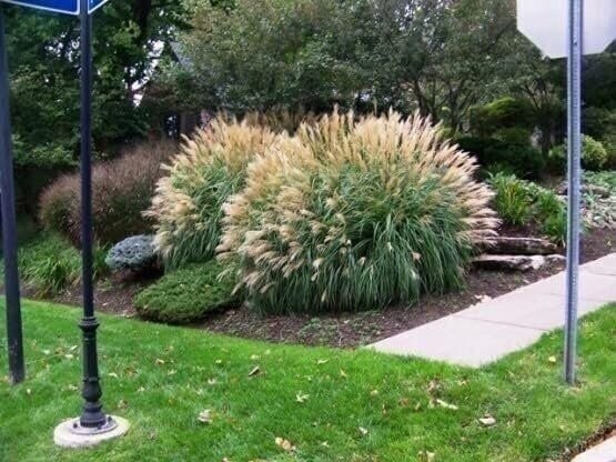 Adagio Maiden Grass | 2 Inch | Miscanthus sinensis | Ornamental Grass Plant