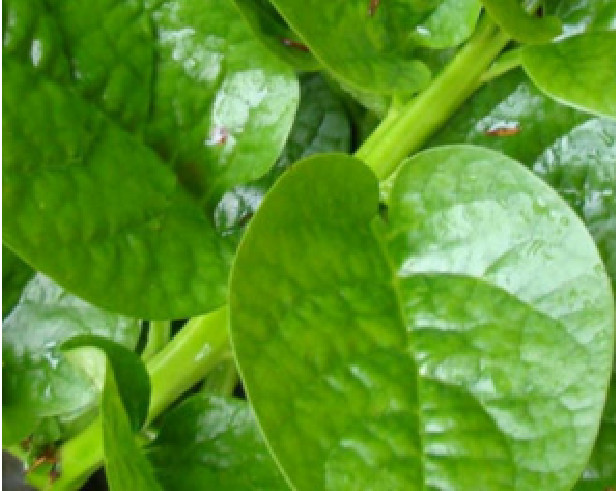 Malabar Spinach 100 Organic Seeds (50 Red + 50 Green) Delicious Basella alba