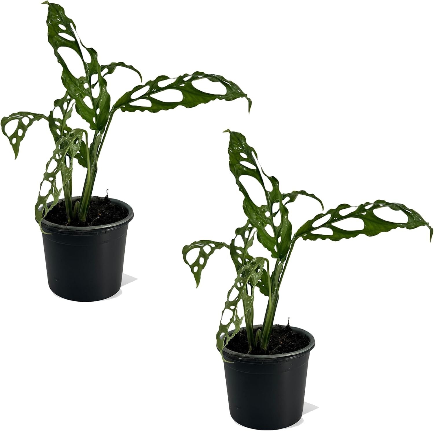 Monstera Obliqua Perú (Pack x2) by LEAL PLANTS ECUADOR | Live Plant Easy to Grow