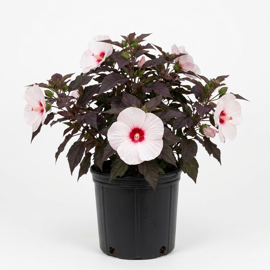 Live Dark Mystery Hibiscus Plant 2 Gallon Pot Hardy Purple Foliage White Blooms