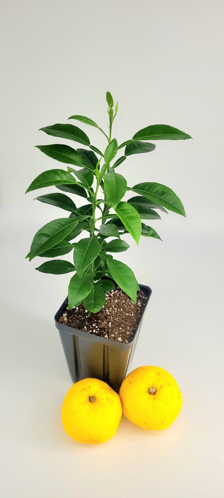 Pot of 2 Yuzu Trees, 6 Inches To One Foot Tall.