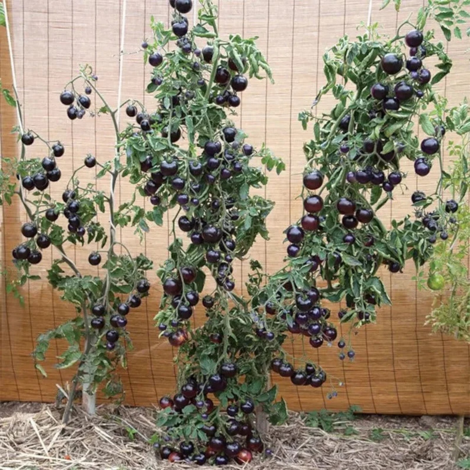 European Black Cherry Tomato Seeds – 100 Seeds – Non-GMO Heirloom Variety
