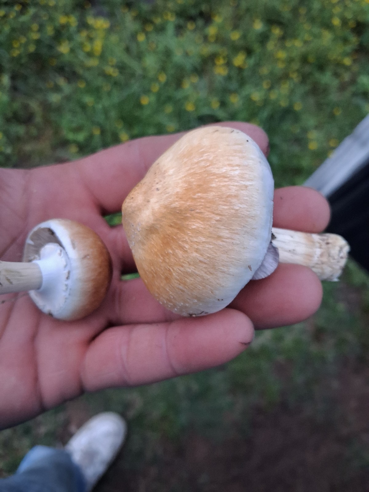 toy mushrooms