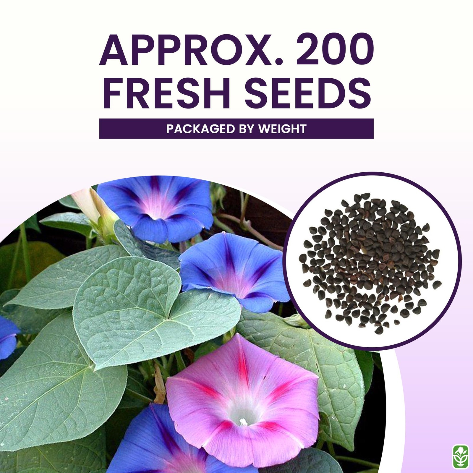 Mixed Morning Glory Seeds for Planting – Blue, Purple, White, and Rose Climbi…
