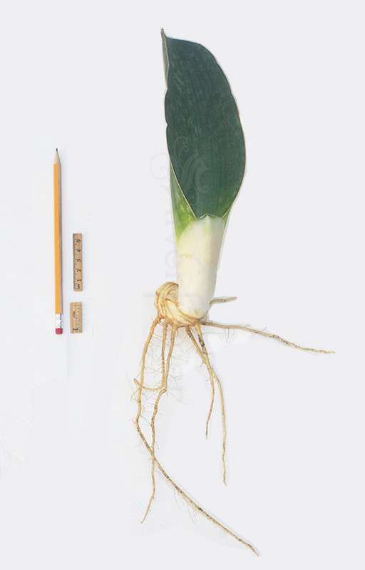 SANSEVIERIA Sp Nov km 42 No 21837 — Mafinga Tanzania — BLUE FORM • SUPER RARE