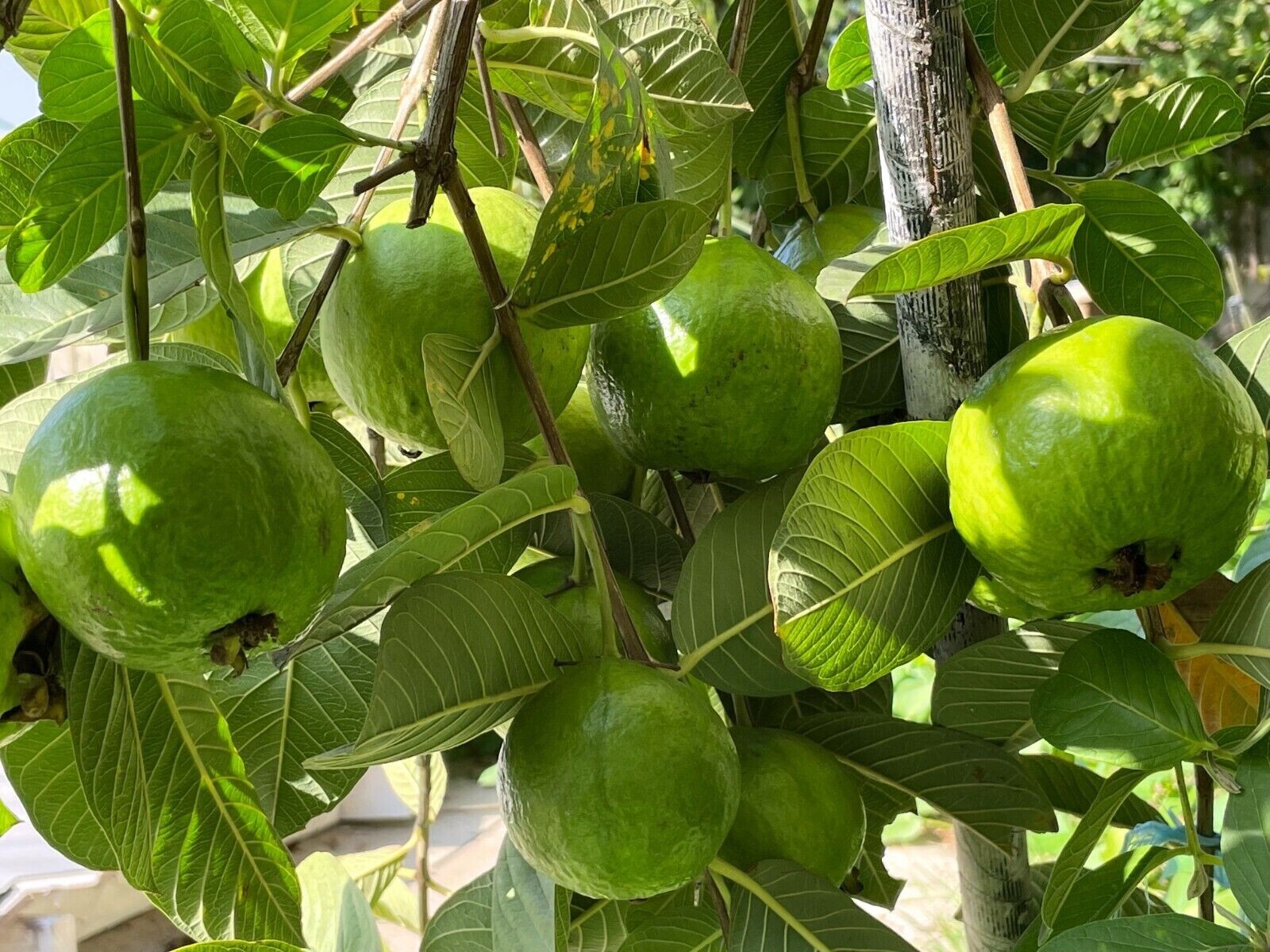 1 Cream White Tropical Guava Big Fruit Tree Psidium Guajava Starter Tree App 10″