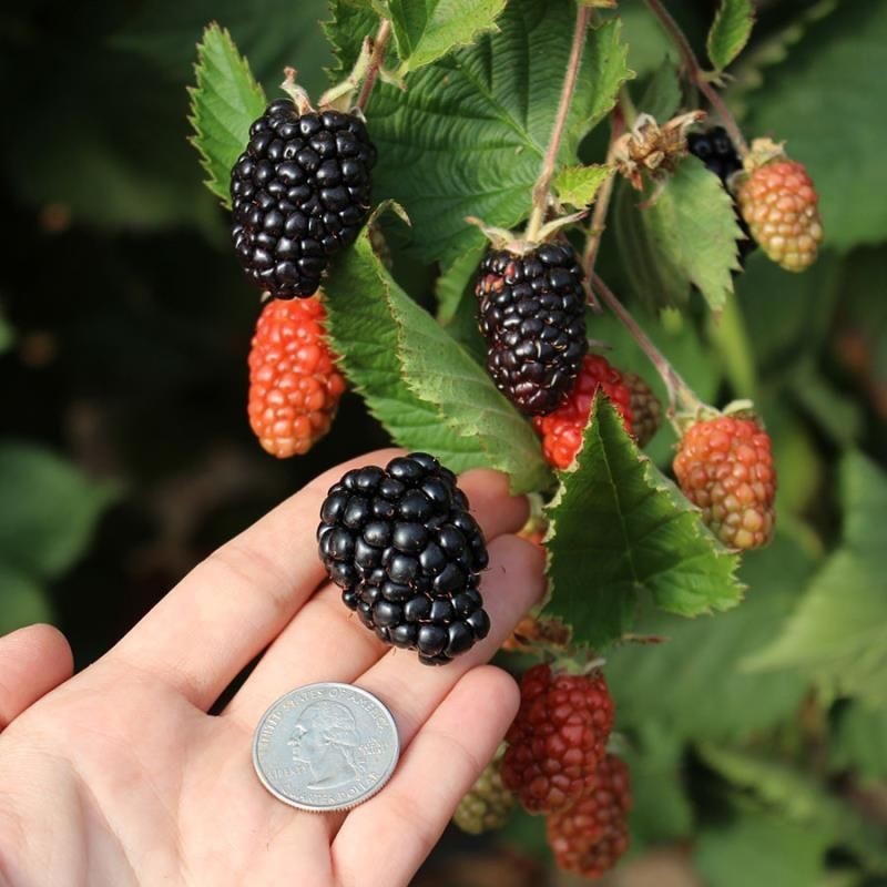 10 Prime Ark Traveler Blackberry Plant Rubus Starter Plug