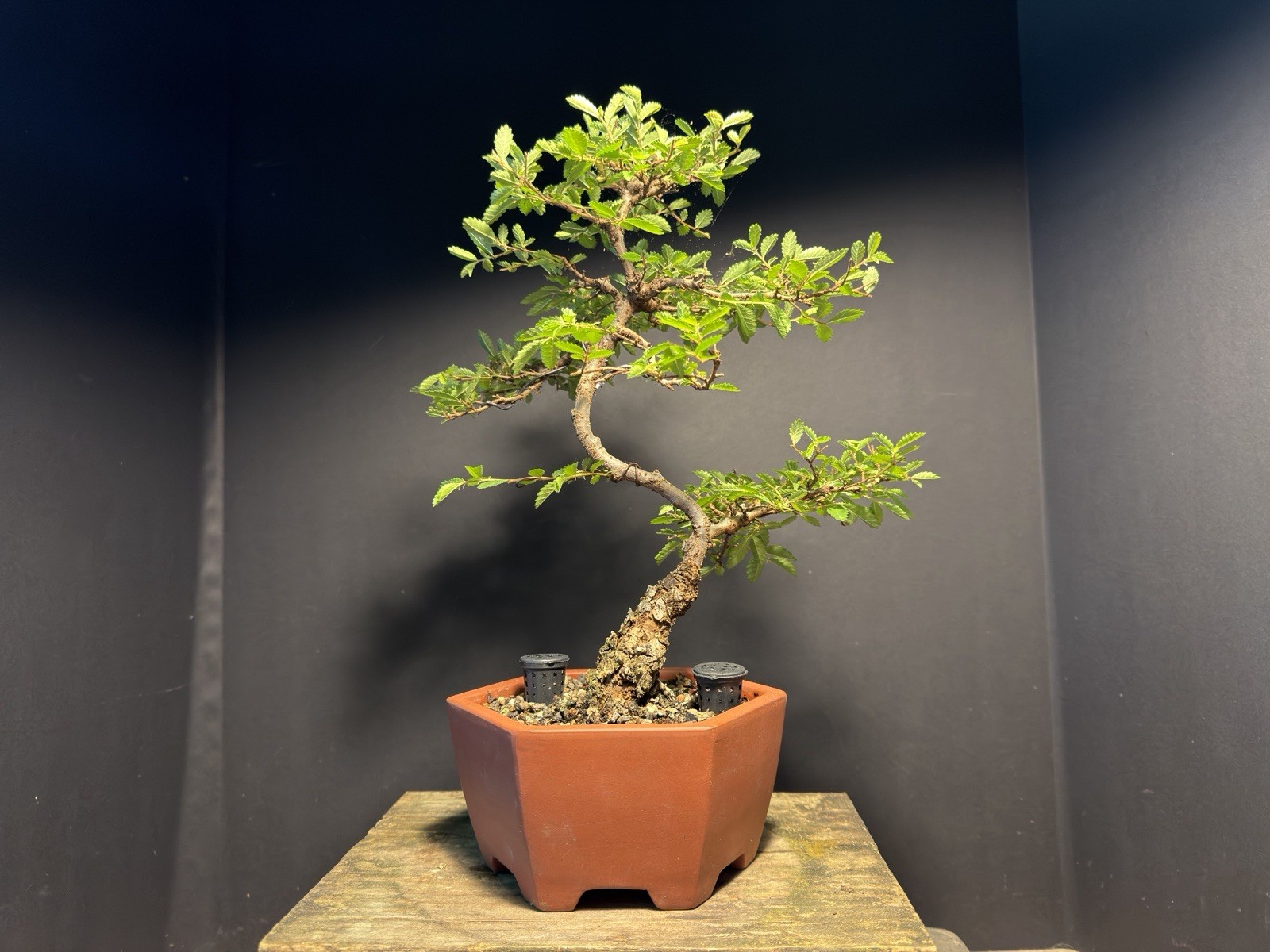 Bonsai Tree Cork Bark Chinese Elm From Root Cutting 13” tall Quality Chinese Pot