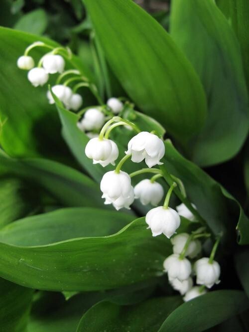 20 Rhizomes (Pips) Lily of The Valley, Convallaria Majalis,May Bells Mary’s Tear