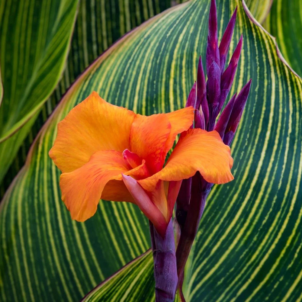 Canna Lily Pretoria / Bengal Tiger: Variegated Green Foliage – 2-Rhizomes