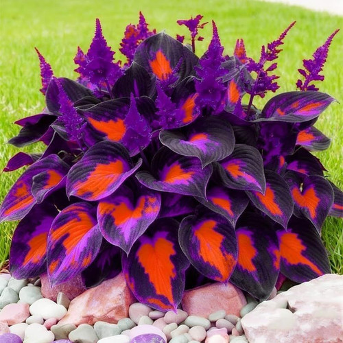 Perennial Hosta Seeds, 320 Pieces, Shade Plants for Garden Mixed Varieties