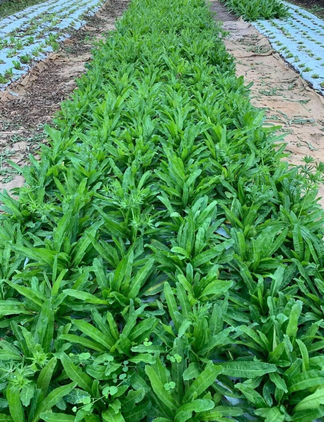 1000+ CULANTRO SEEDS,MEXICAN CORIANDER, CILANTRO ANCHO,RECAO