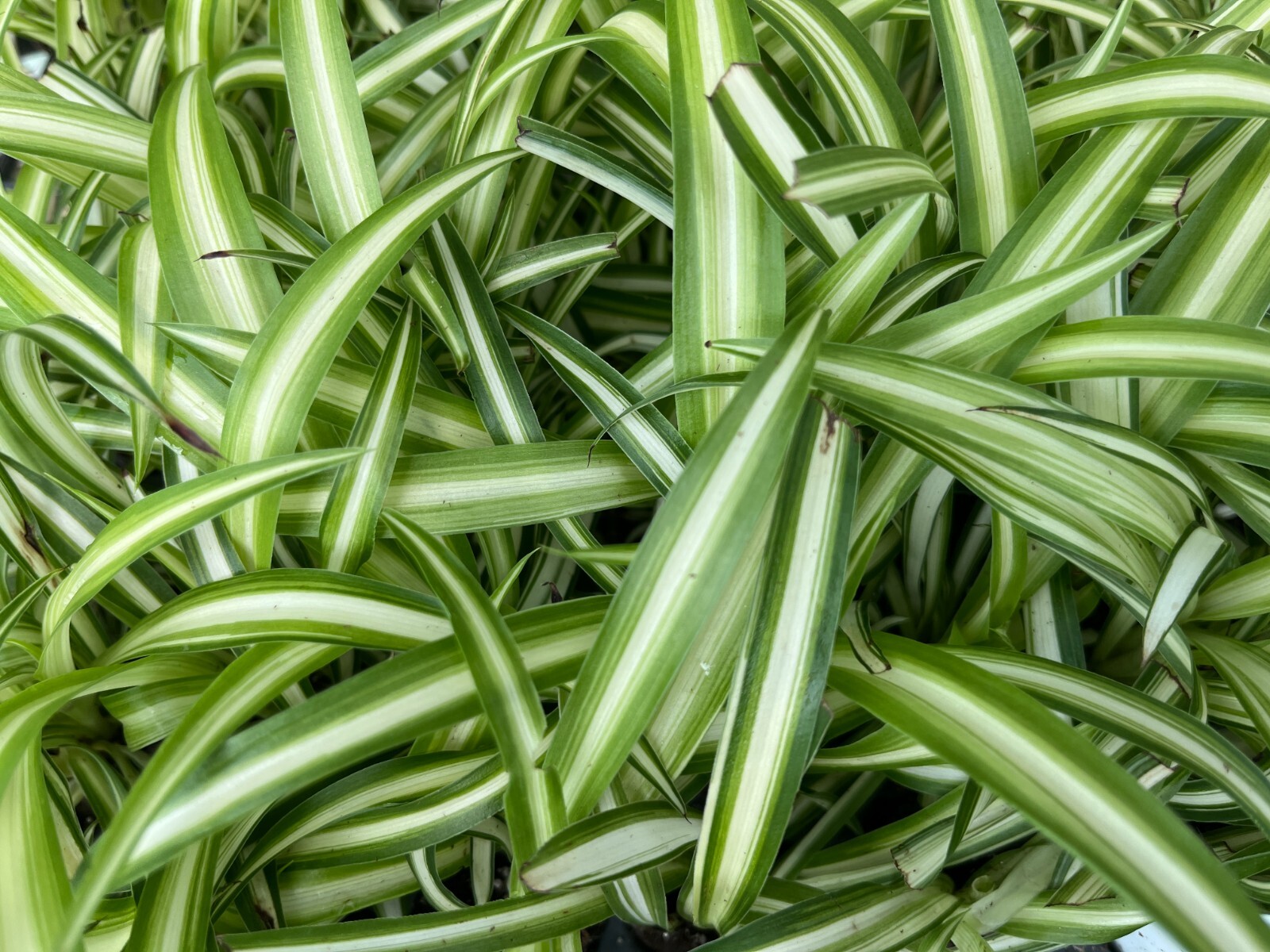 Variegated Spider Plants (Chlorophytum): A Natural Air Purifier for Your Home