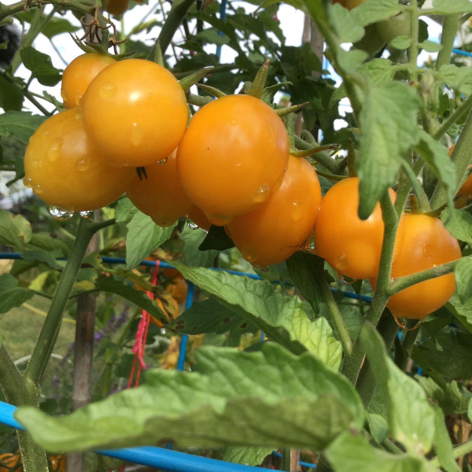 ORGANICALLY GROWN *2023 “MY SUGAR SUN” CHERRY TOMATO 15 SEEDS SWEET SUMMER 2023*