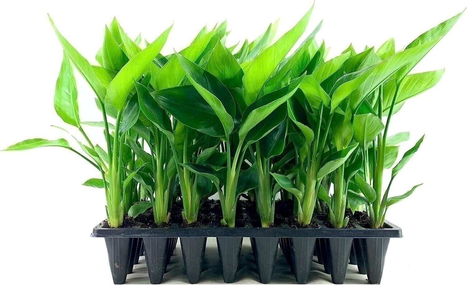 Bird of Paradise White | 2 Inch | Strelitzia nicolai | Low Maintenance | Hardy