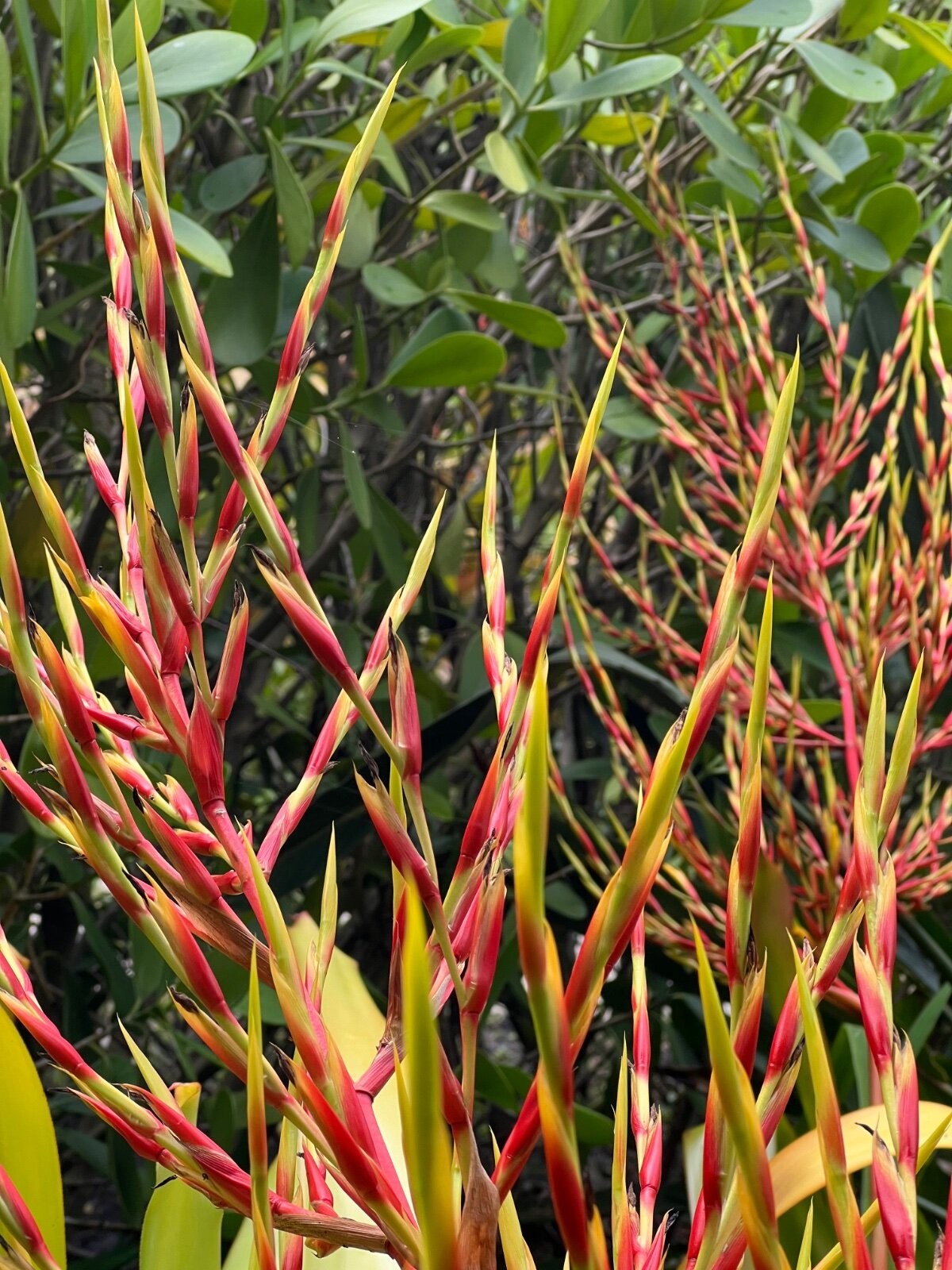 Aechmea Blanchetiana Fast Grower Spreads Pups Galore XL Red Orange Yellow Green