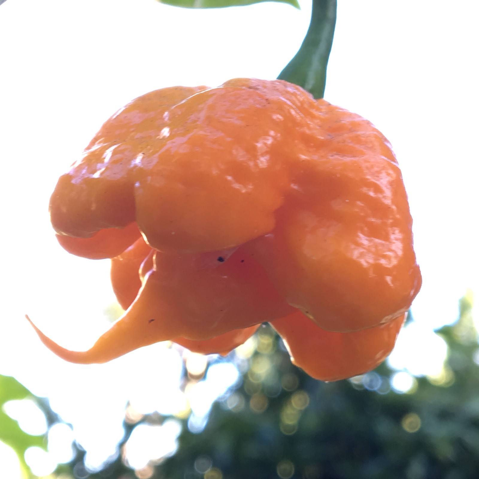 10+ Yellow 7 Pot Primo Pepper Seeds (hot chili, chile) | Hotter than Ghost
