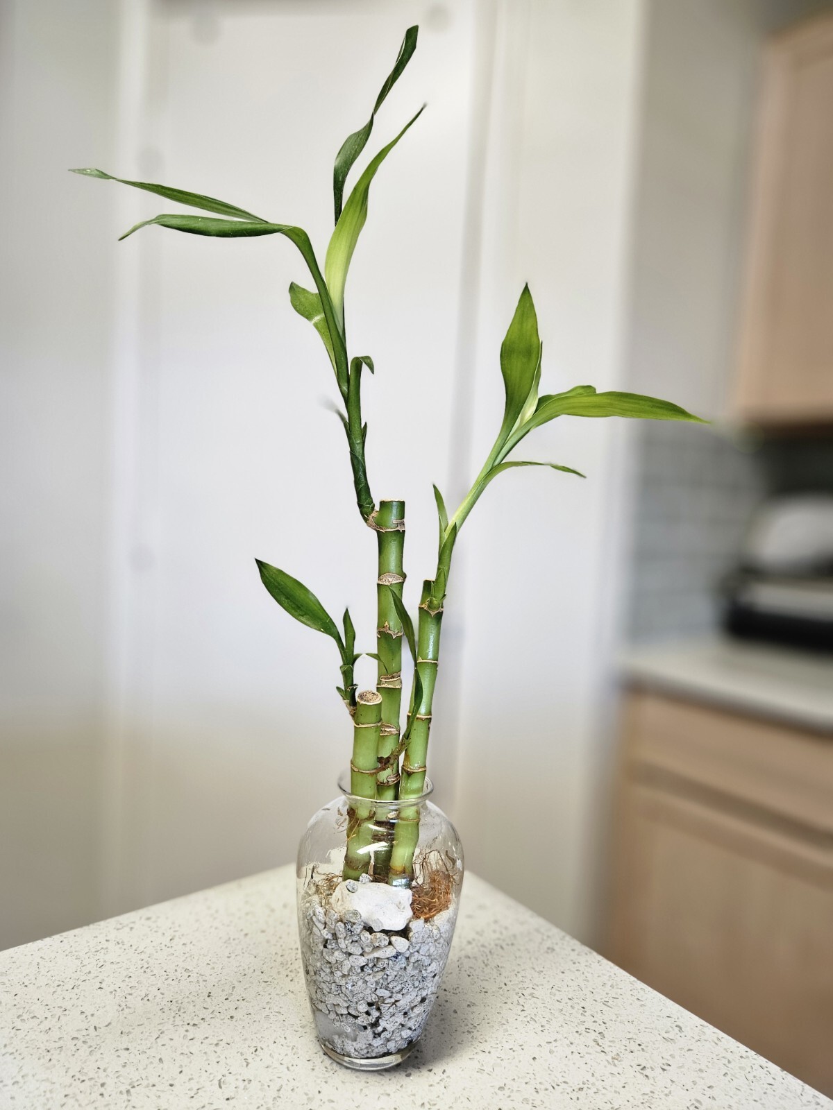 3 Live Lucky Bamboo 4″6″8″ FREE Dog Treats, Indoor Perennial Plants