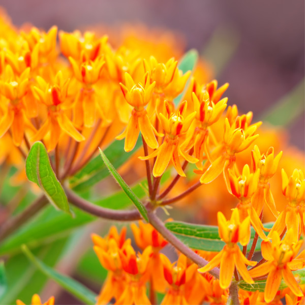 Native Milkweed Starter Plant – Live Monarch Butterfly Host, Ready to Plant