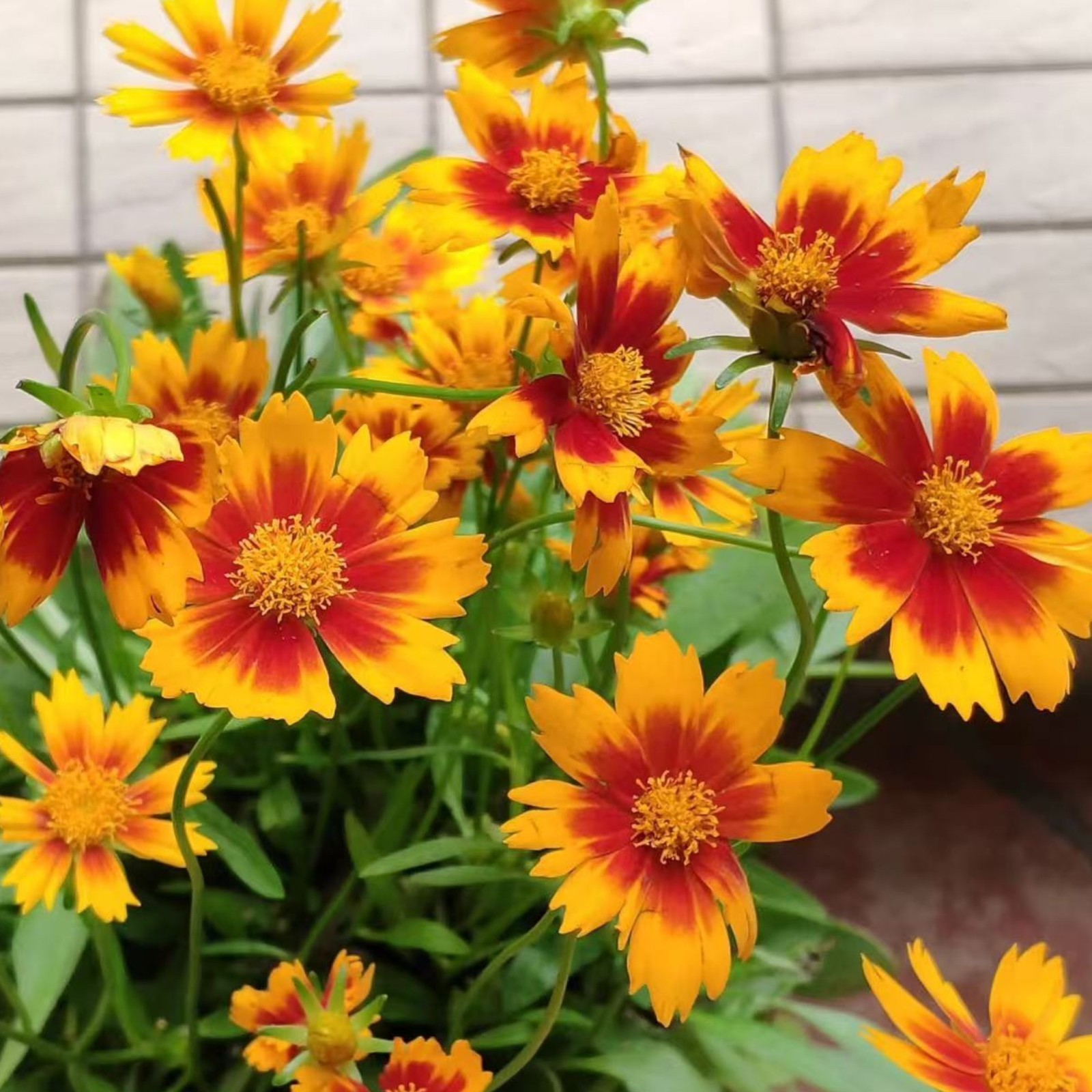 100 Plains Coreopsis Seeds – Easy-Grow Wildflowers for Bright Summer Blooms