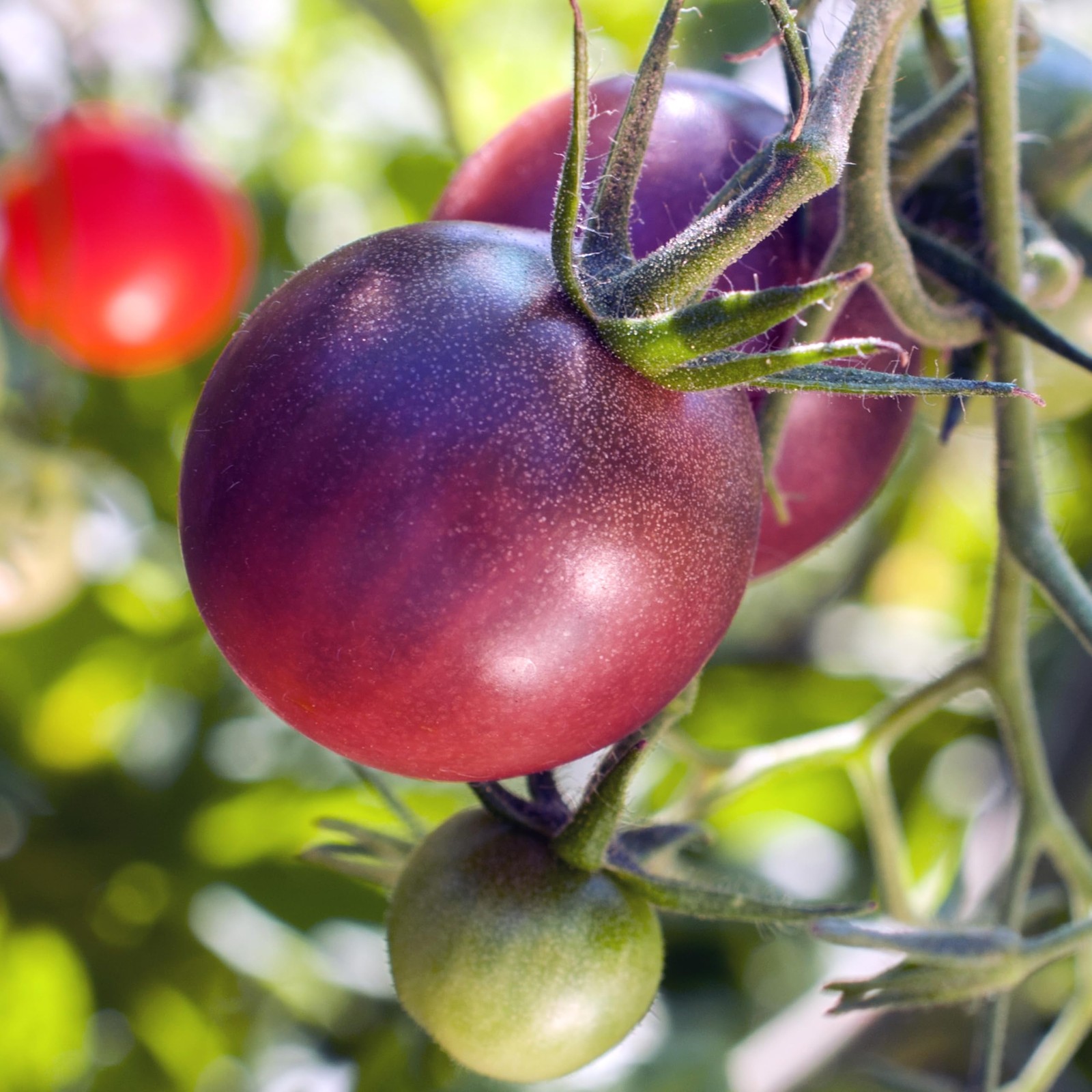 Purely Organic Tomato Seeds (Cherokee Purple) – approx 75 seeds, Purple,Red