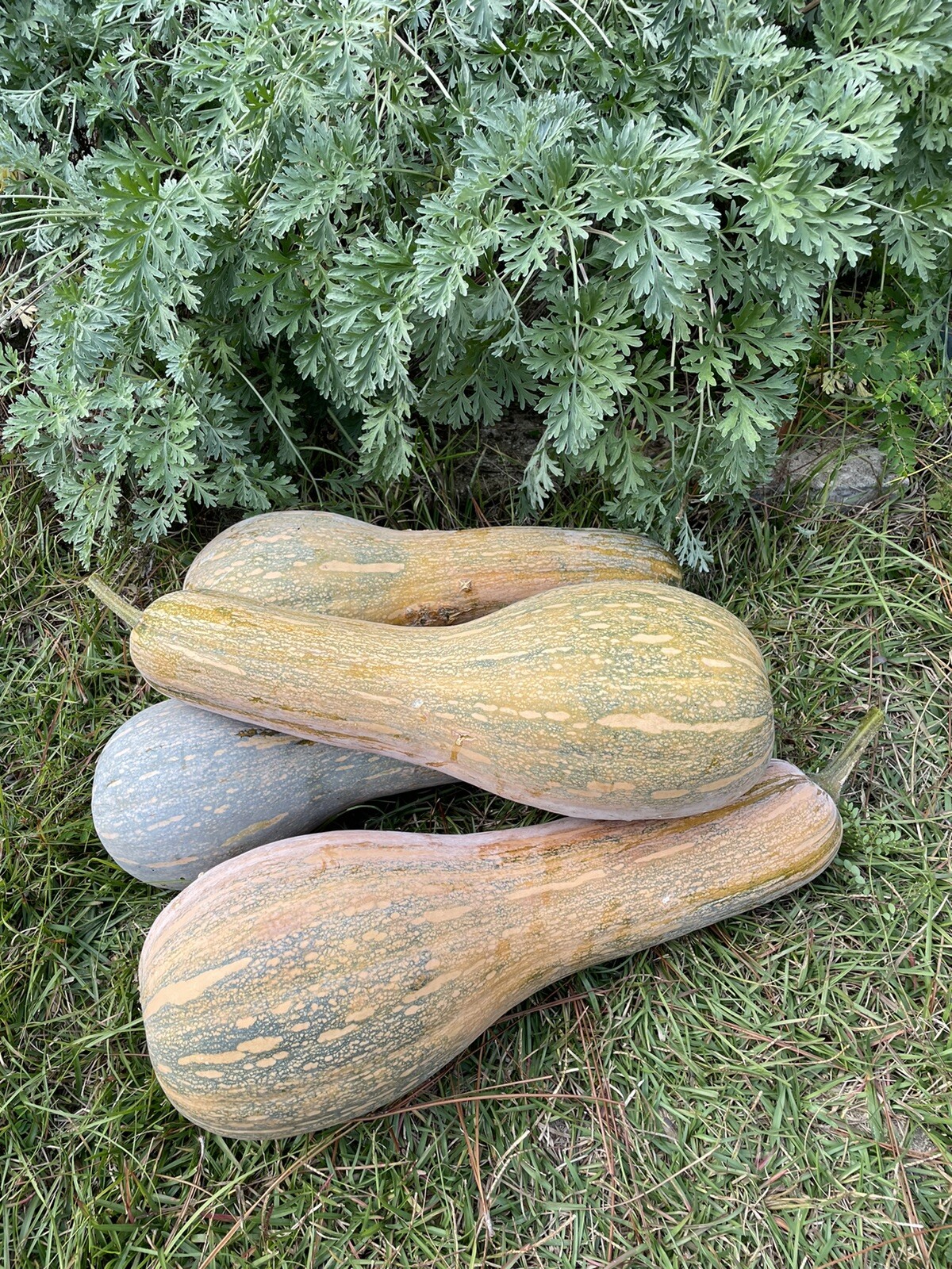 20 long Pumpkin Seeds 2023 fall fresh 番瓜倭瓜 种子