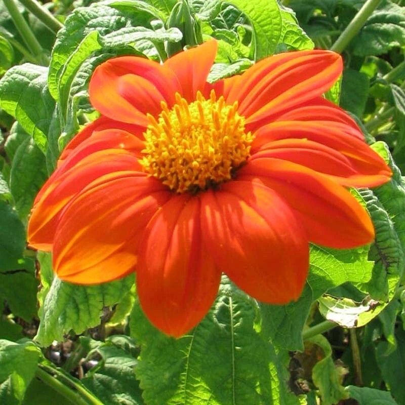75 Tithonia Mexican Sunflower seeds