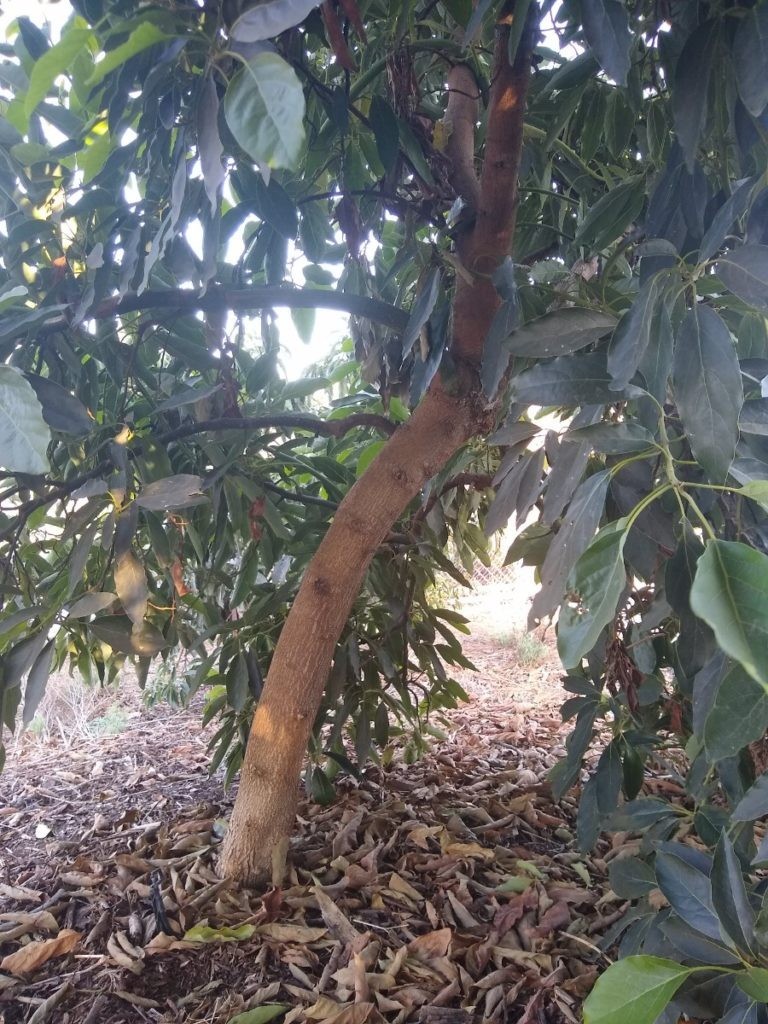 Hass Avocado Cuttings (10 Cuttings 12-16 Inches)