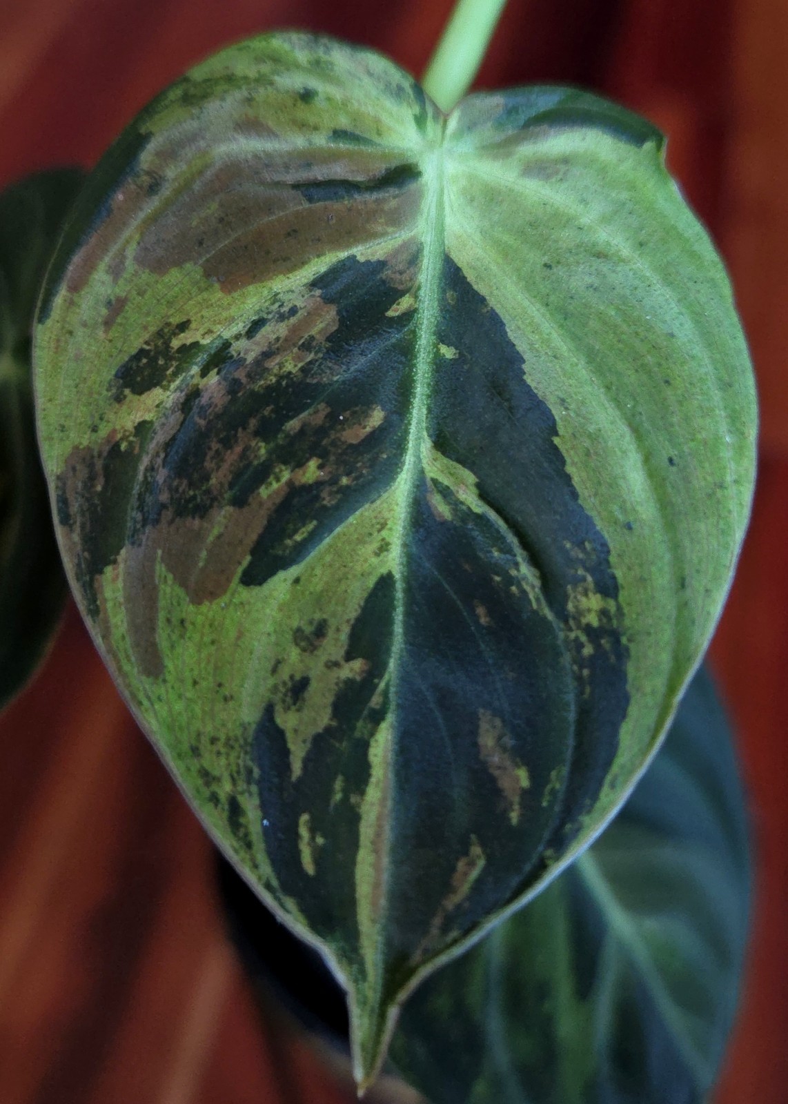 Rare Philodendron Variegated Melanochrysum 13″ Tall Not Anthurium Aroid Monstera
