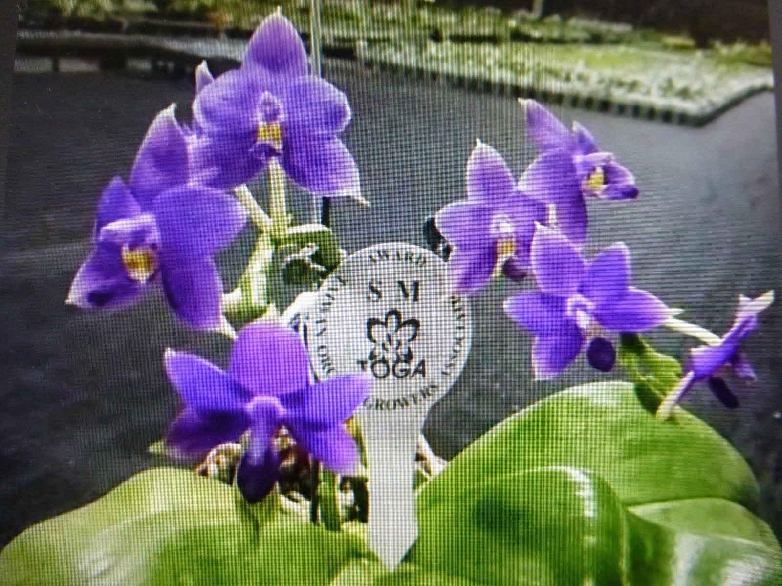 Phalaenopsis Orchid Phal. violacea indigo ‘Jia Ho Blue Moon’ In 3.5″ Pot