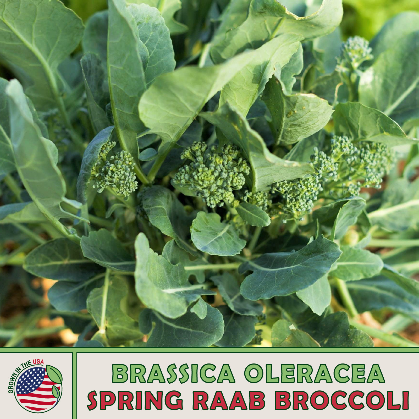 100 Spring Raab Broccoli Seeds, Brassica oleracea, Rapini, Genuine USA