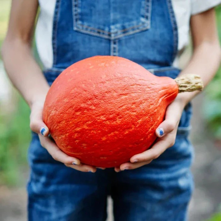20 Japanese Red Kuri Squash Seeds – Uchiki Kuri — LARGE —- Heirloom – Organic