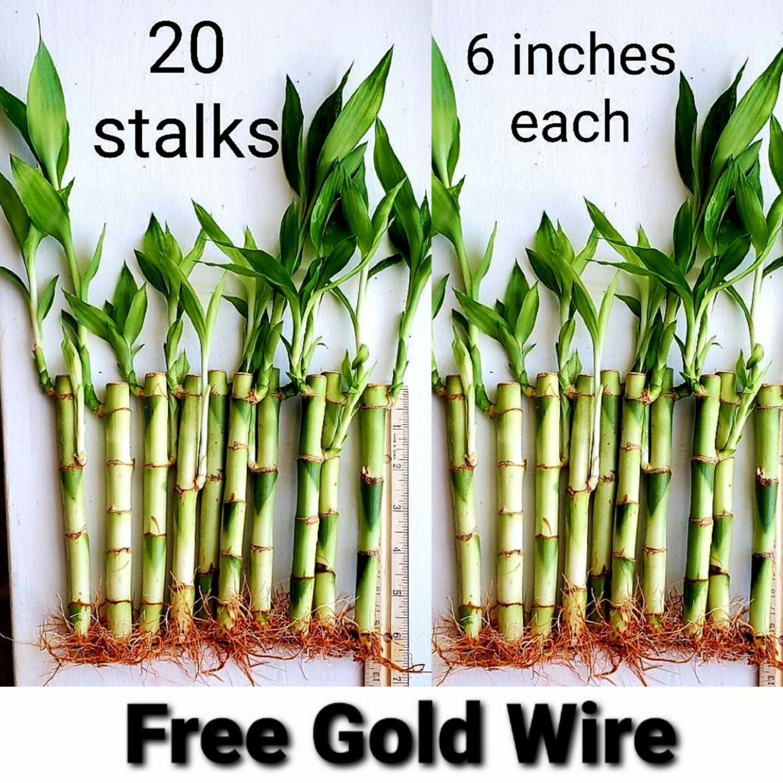 20 Lucky Bamboo Plants 6 Inches Stalks w/ Roots, Gift, Feng Shui, Free Shipping