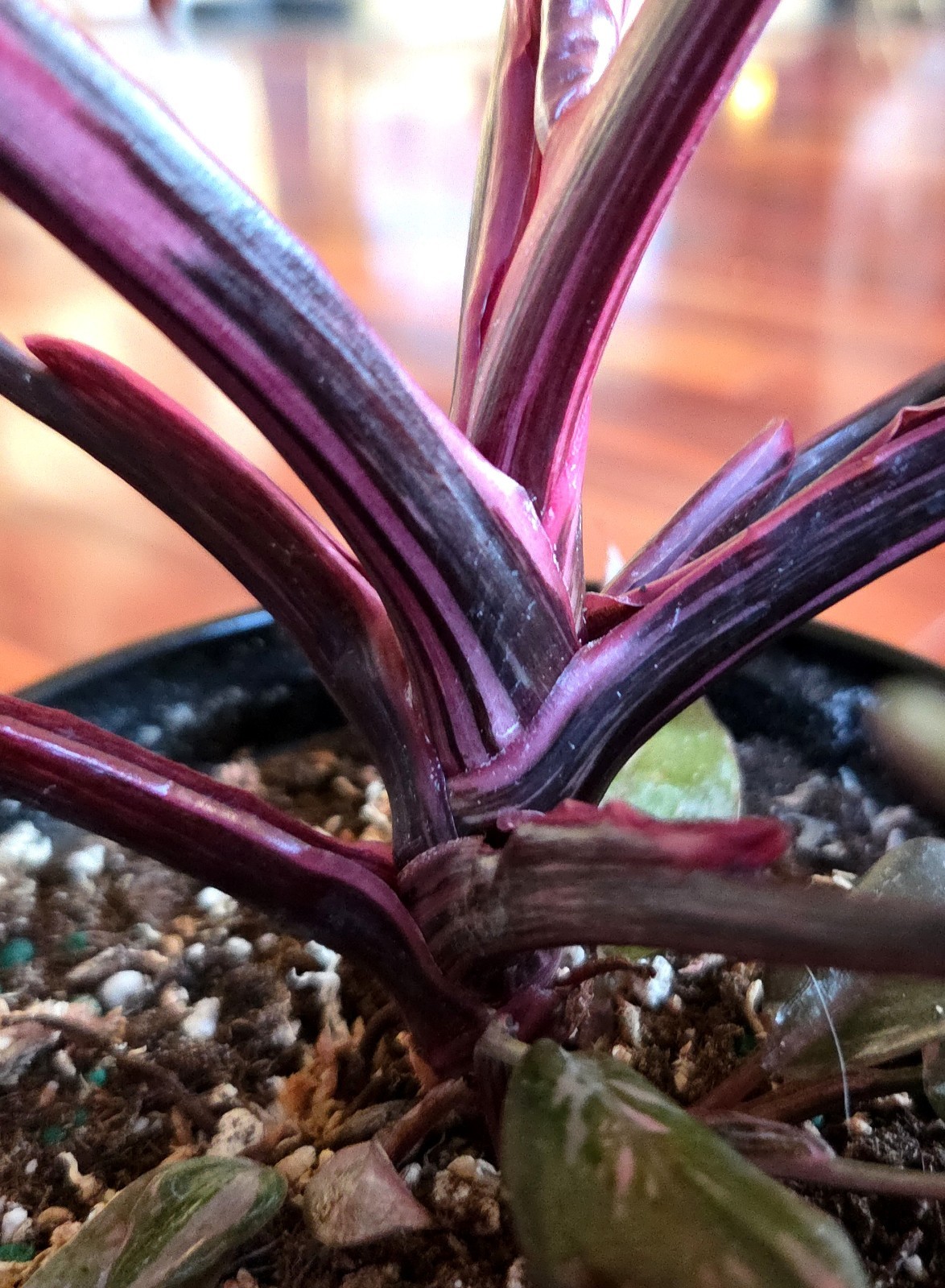 Rare Philodendron Dark Scarlet Princess 12″ Tall W Pups Not Anthurium Monstera