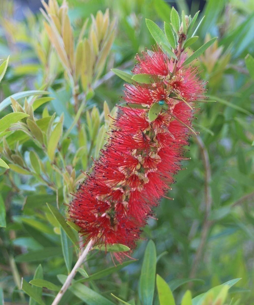 Bottlebrush Red Cluster | 1 Gallon | Callistemon citrinus | Low Maintenance