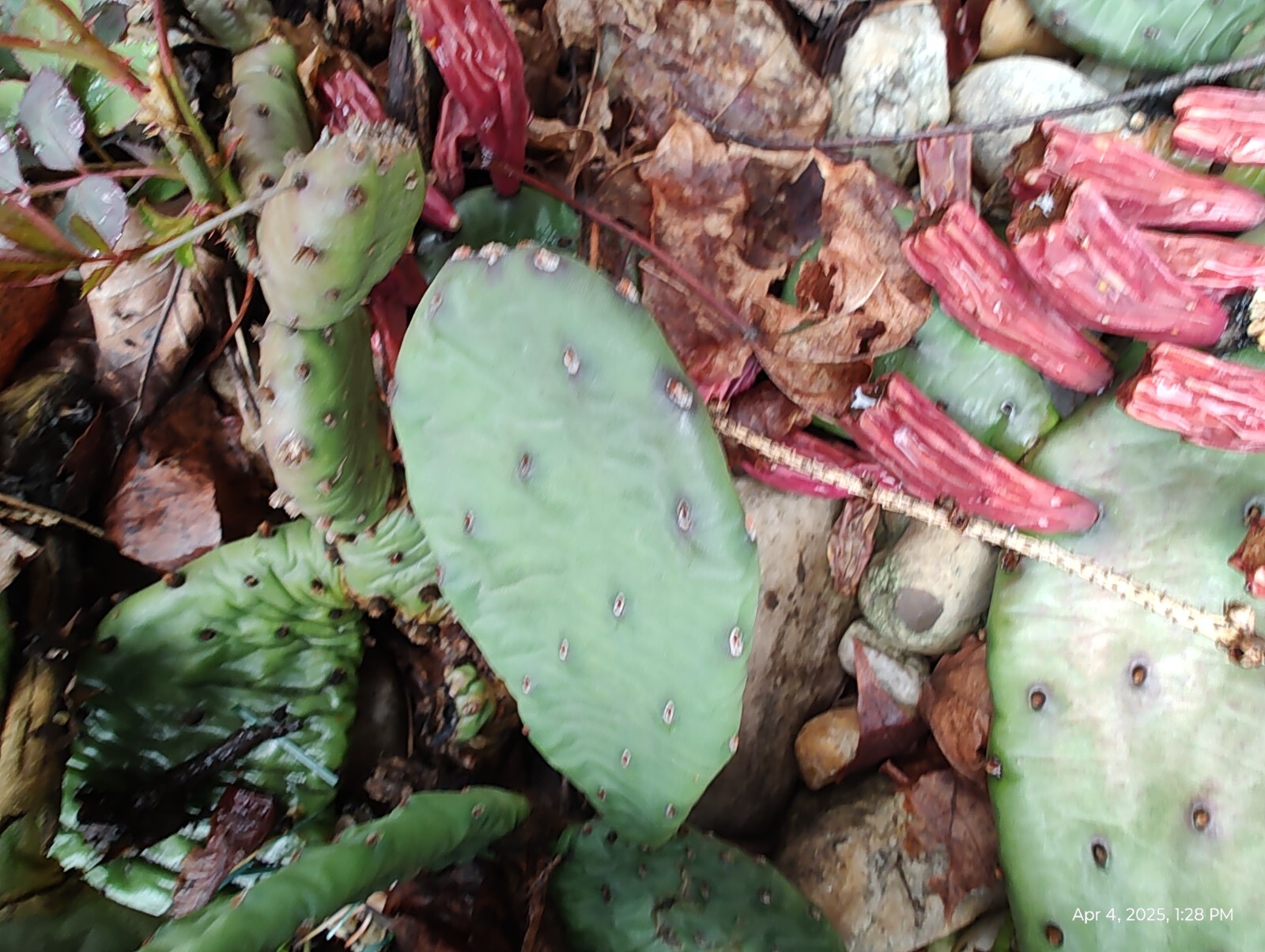 Mixed lot Creeping Sedum 30 cuttings & 4 Cactus Perennial Live cuttings
