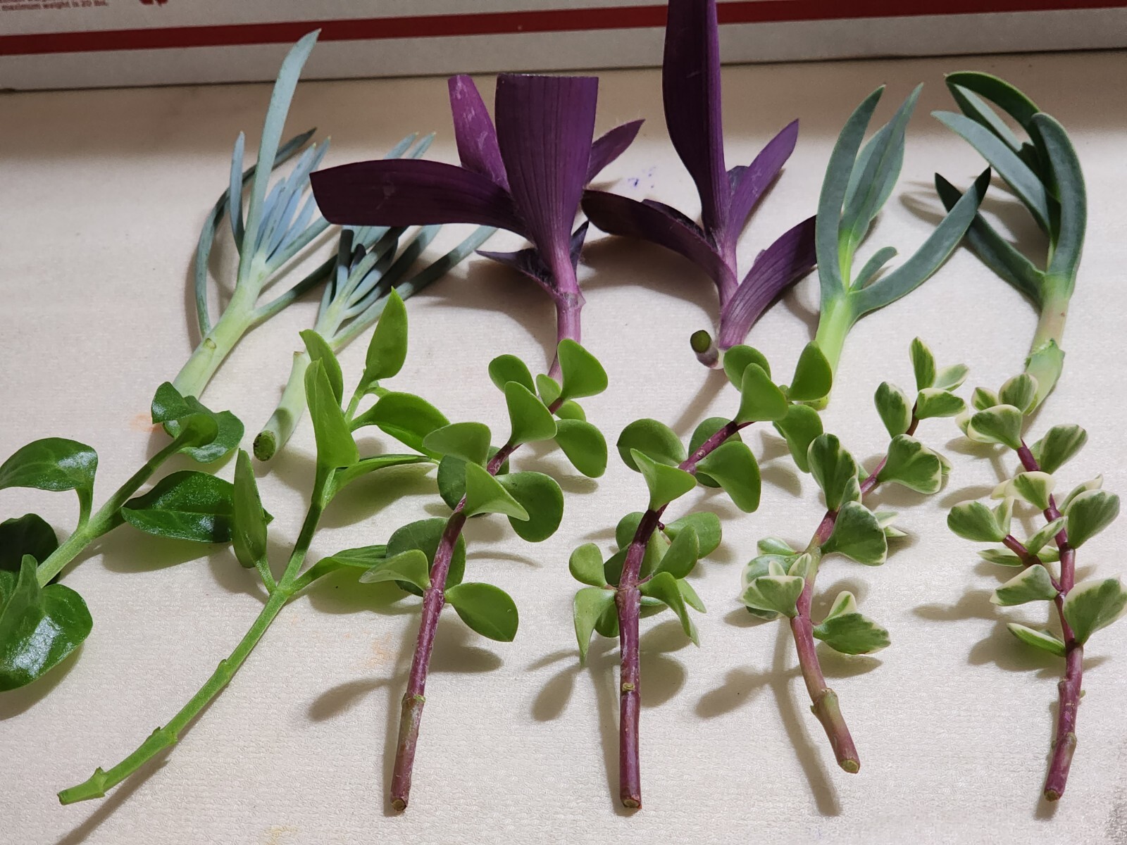 12 Piece Assorted Lot Of Live Plants (6 Kinds x 2 of Each)for Rooting