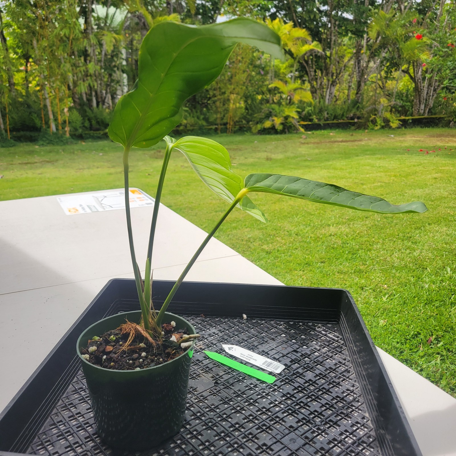 Anthurium Spectabile Wide Form, Exact Plant Ships Nationwide