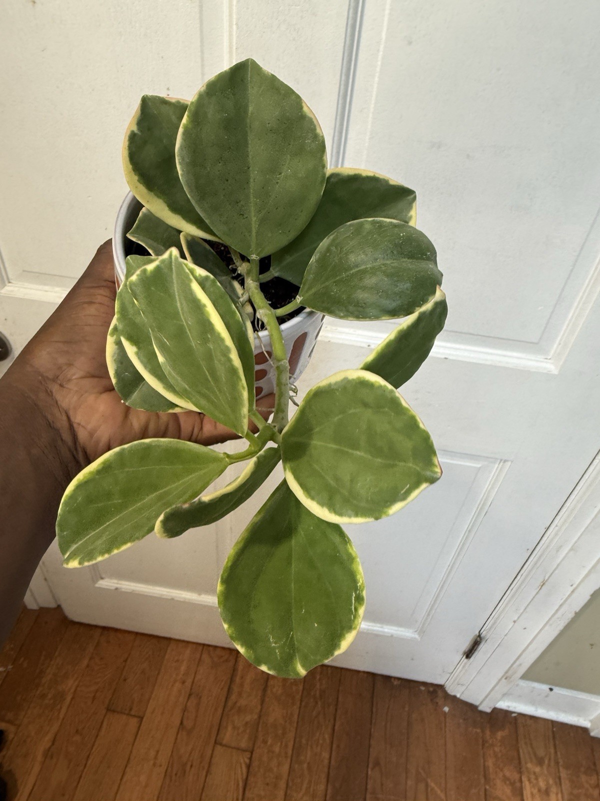 Hoya Veragated Well rooted Rare Plant