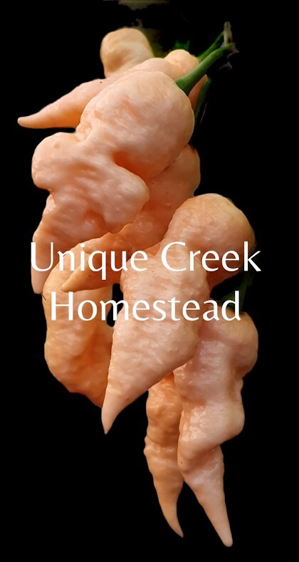 PEPPER X Peach Pepper Seeds 2,693,000+ Scoville SUPER HOT Official World Record