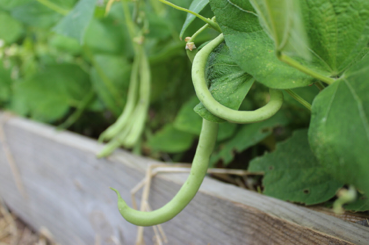 Contender Bush Green Bean Seeds, NON-GMO, Early Harvest, Stringless, FREE SHIP