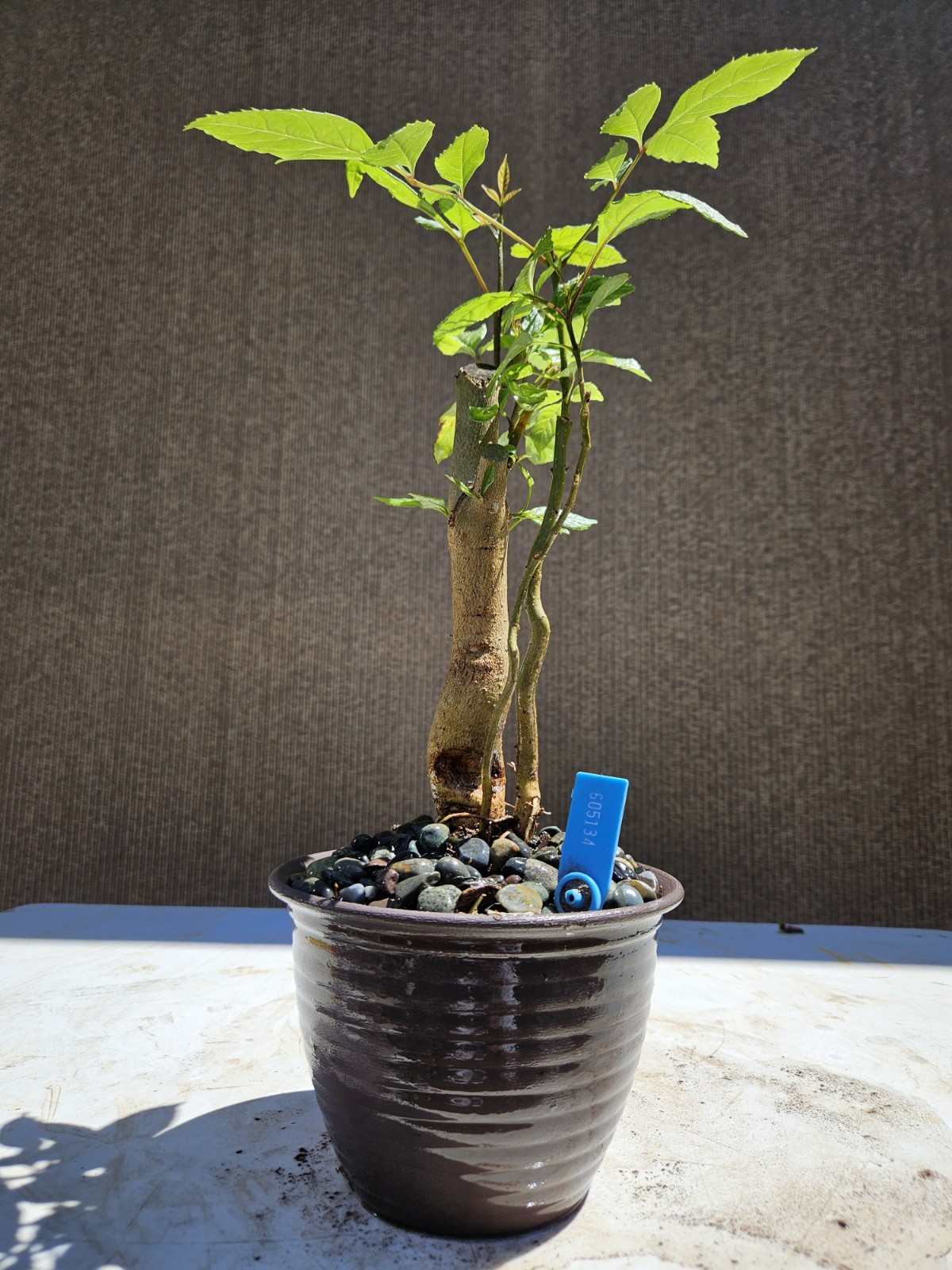 Old European Ash Bonsai Tree,,, SALE