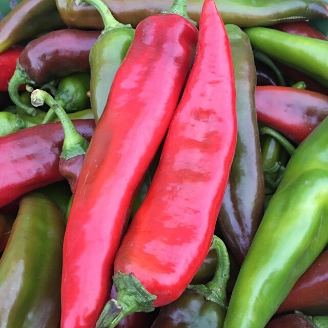 DELISH 5 tasty varieties sweet/hot pepper mix cooking garden seeds kit 40 seeds