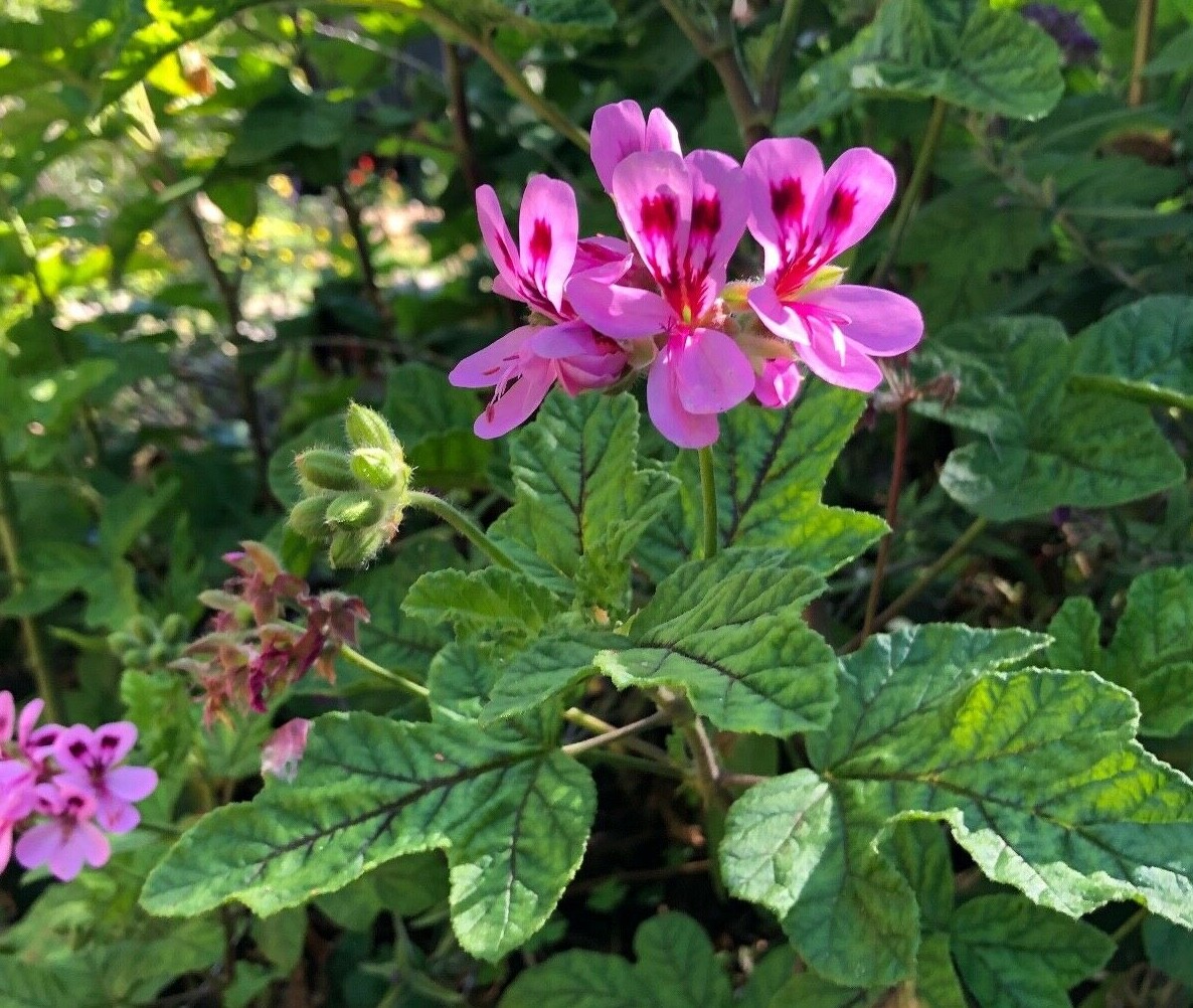 LAVENDER PINK PEPPER SCENTED PELARGONIUM GERANIUM 3 X 5″ LIVE PLANT CUTTINGS