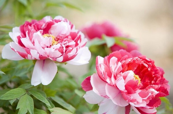 10pc PEONY SEEDS Garden Plant Flower blossom exotic USA seller FREE shipping
