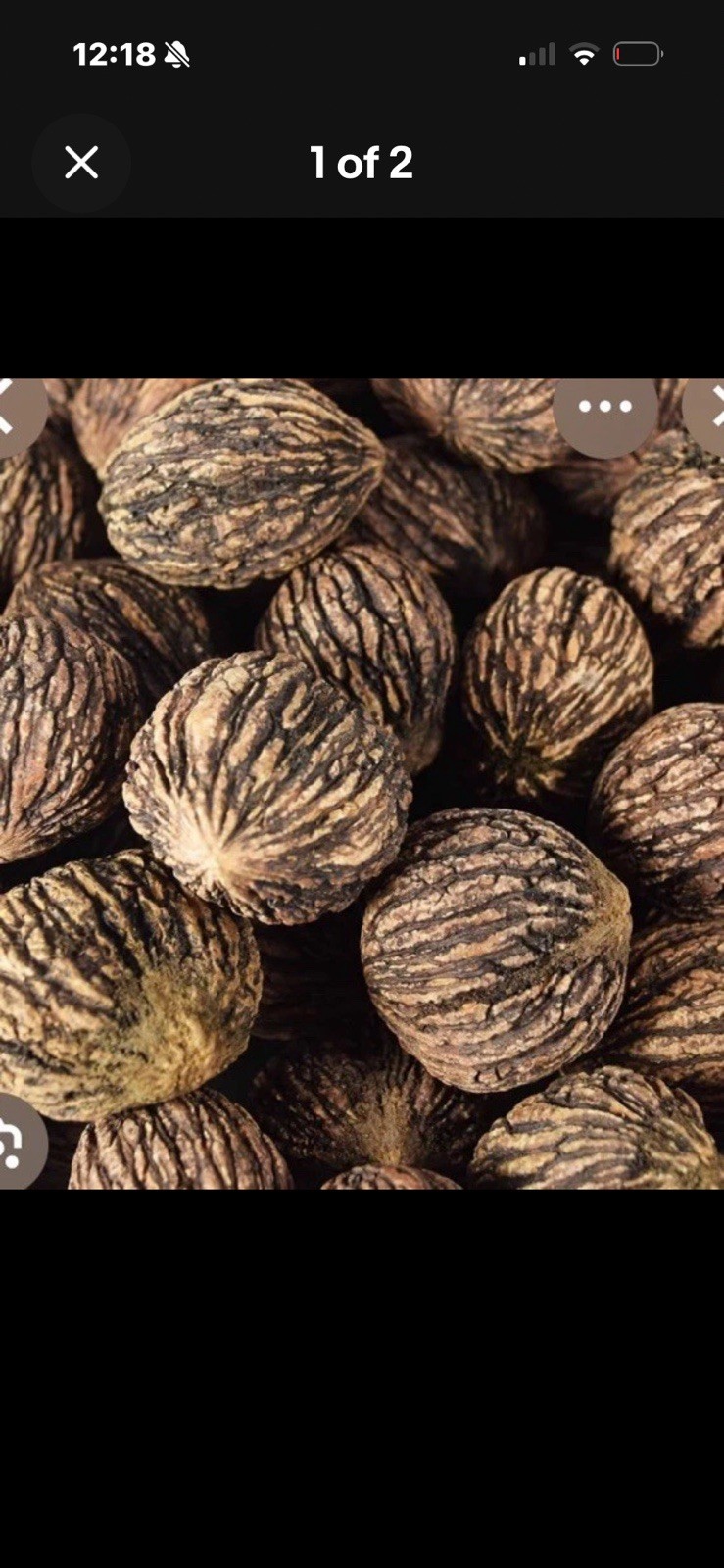 4 Black Walnut Tree Seeds for Planting Juglans nigra
