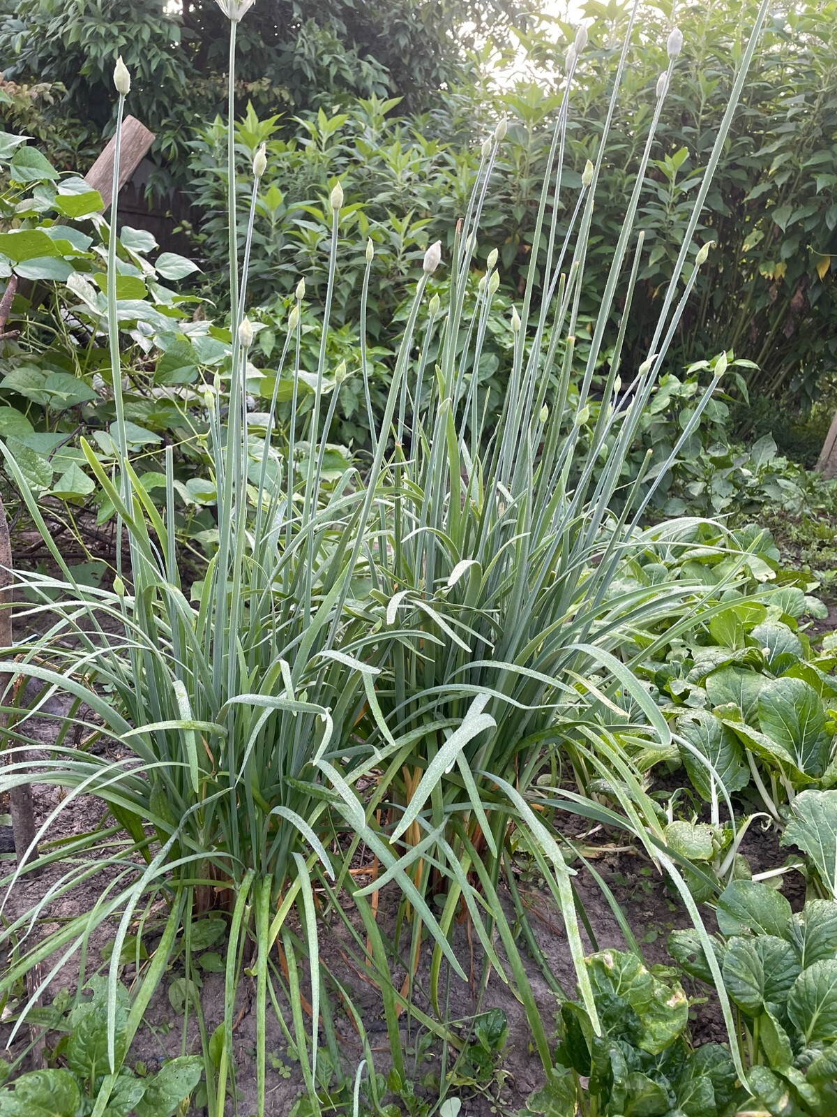 15 Organics Garlic Chives Live Plant Bare Roots Hardy Perennial Herb Jiu Cai USA