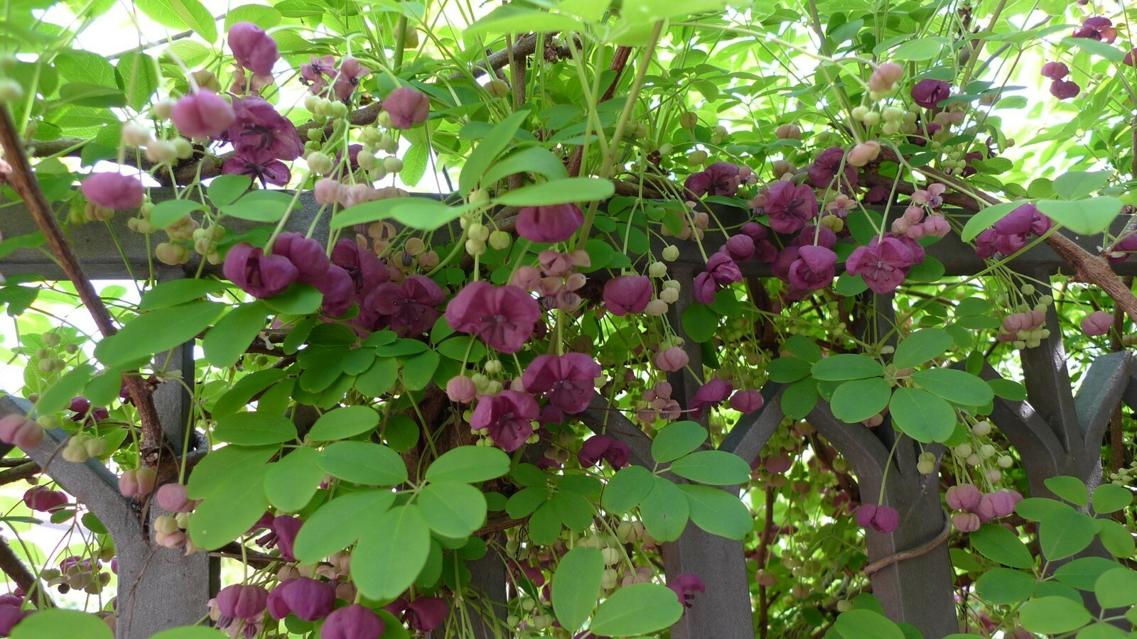 AKEBIA QUINATA – CHOCOLATE VINE -STARTER PLANT – APPROX 9-14 INCH